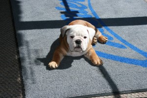 tank on rug